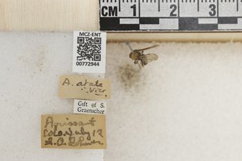Media type: image;   Entomology 772944 Aspect: Labels